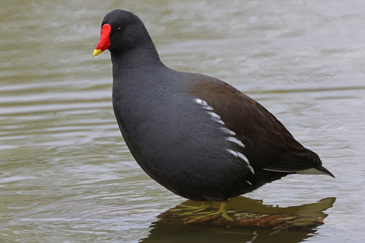 Eurasian Moorhen - ML632570989