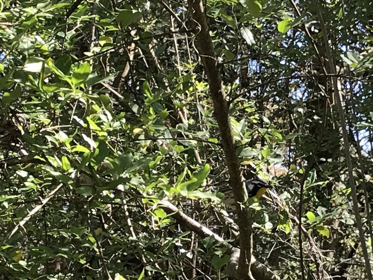 Yellow-throated Warbler - ML632570999