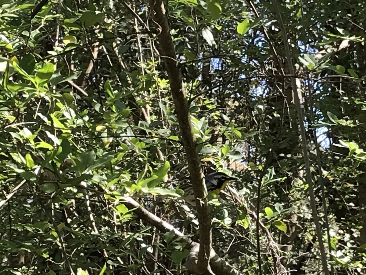 Yellow-throated Warbler - ML632571002