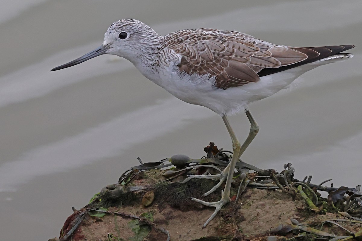 Common Greenshank - ML632571006