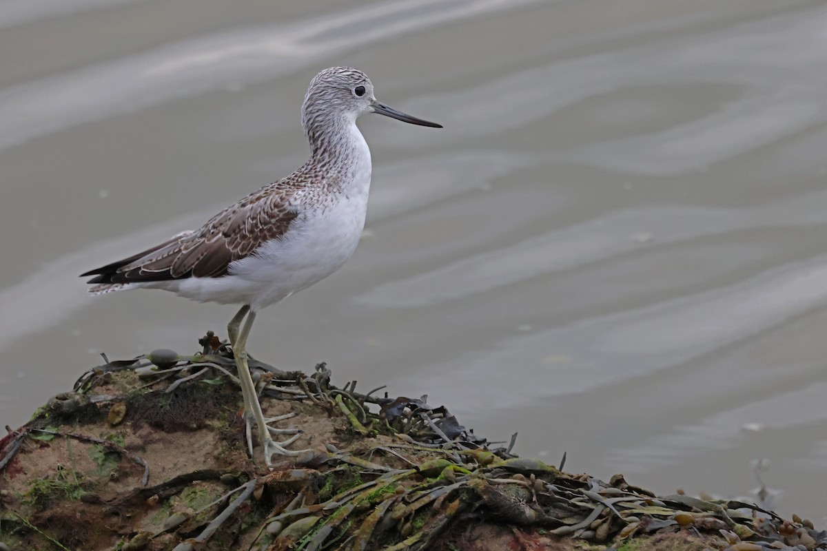 Common Greenshank - ML632571007