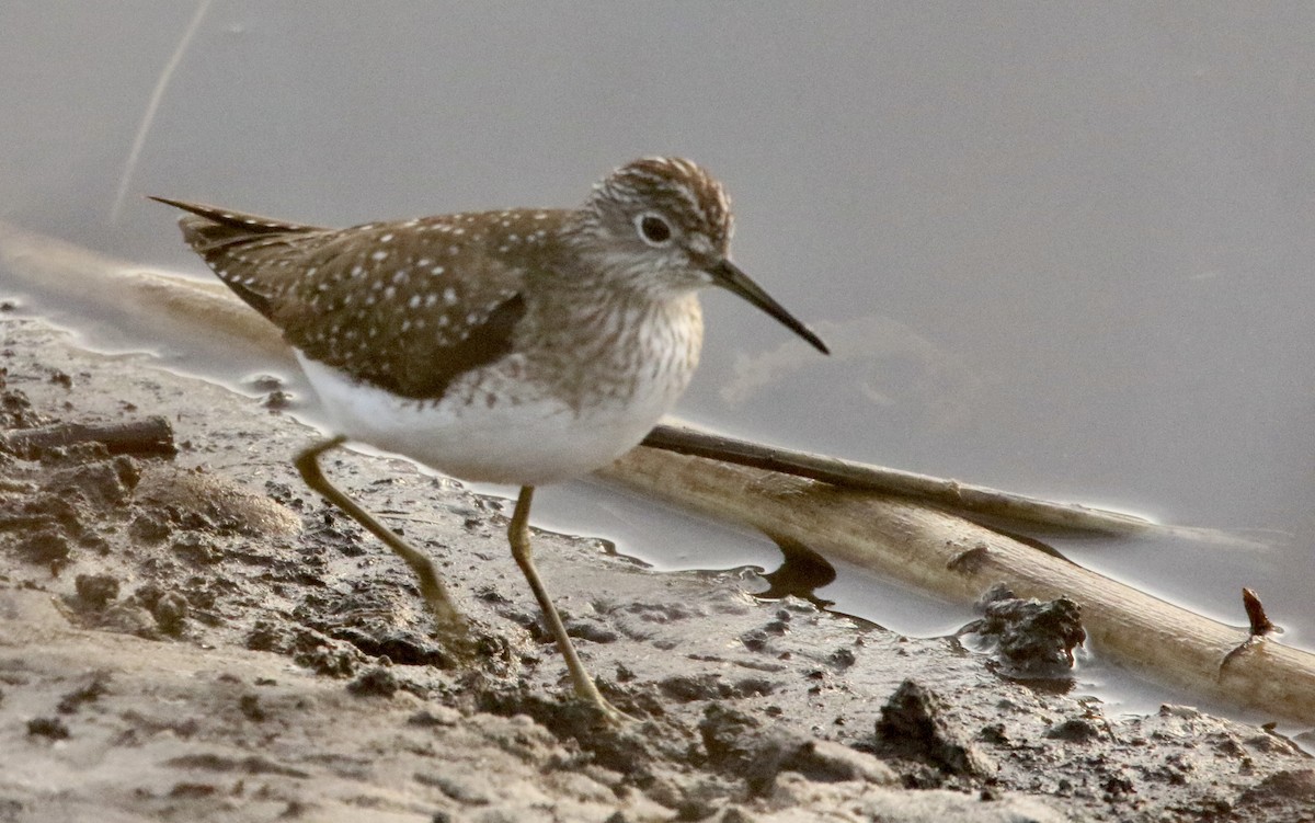Solitary Sandpiper - ML632571013