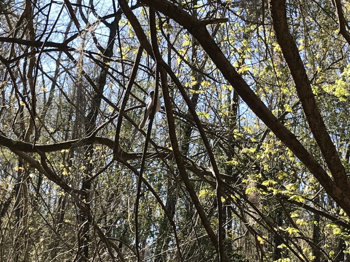 Blue-gray Gnatcatcher - ML632571020