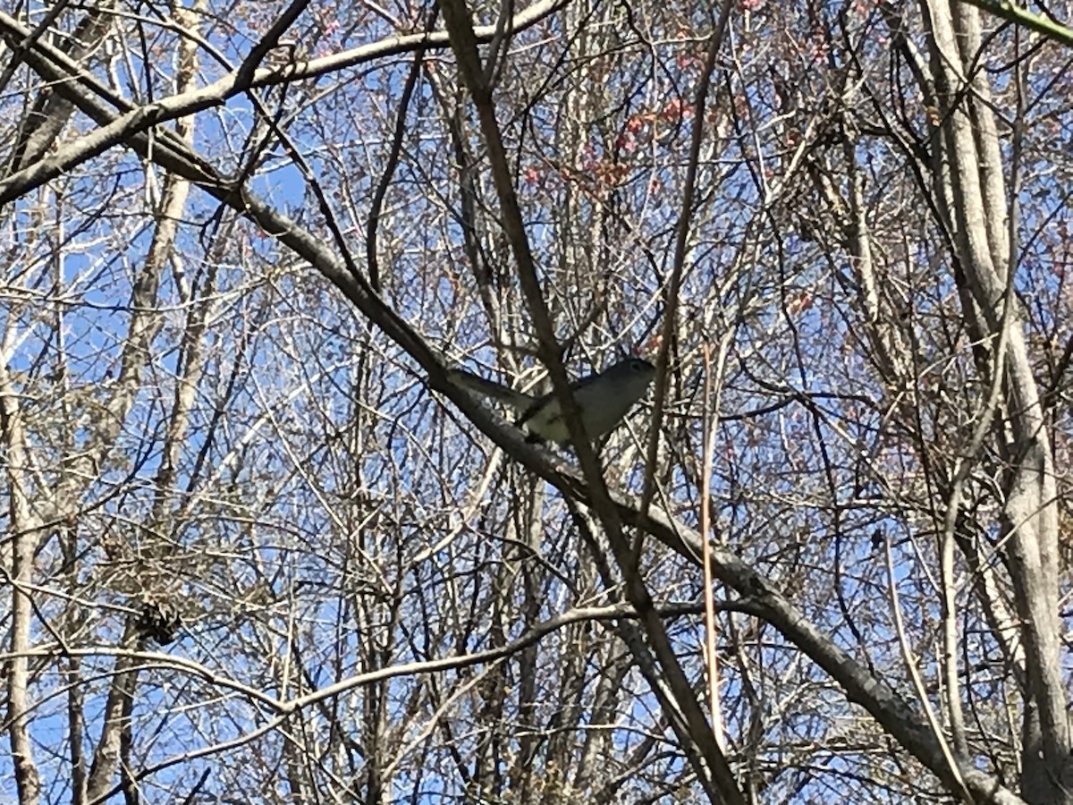 Blue-gray Gnatcatcher - ML632571026