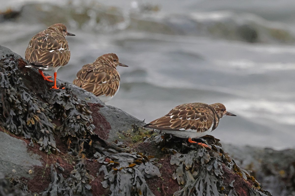 Ruddy Turnstone - ML632571033