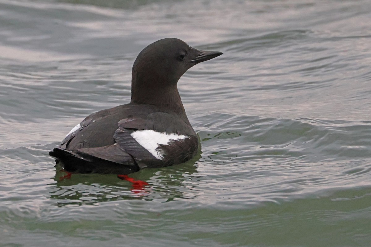 Black Guillemot - ML632571052