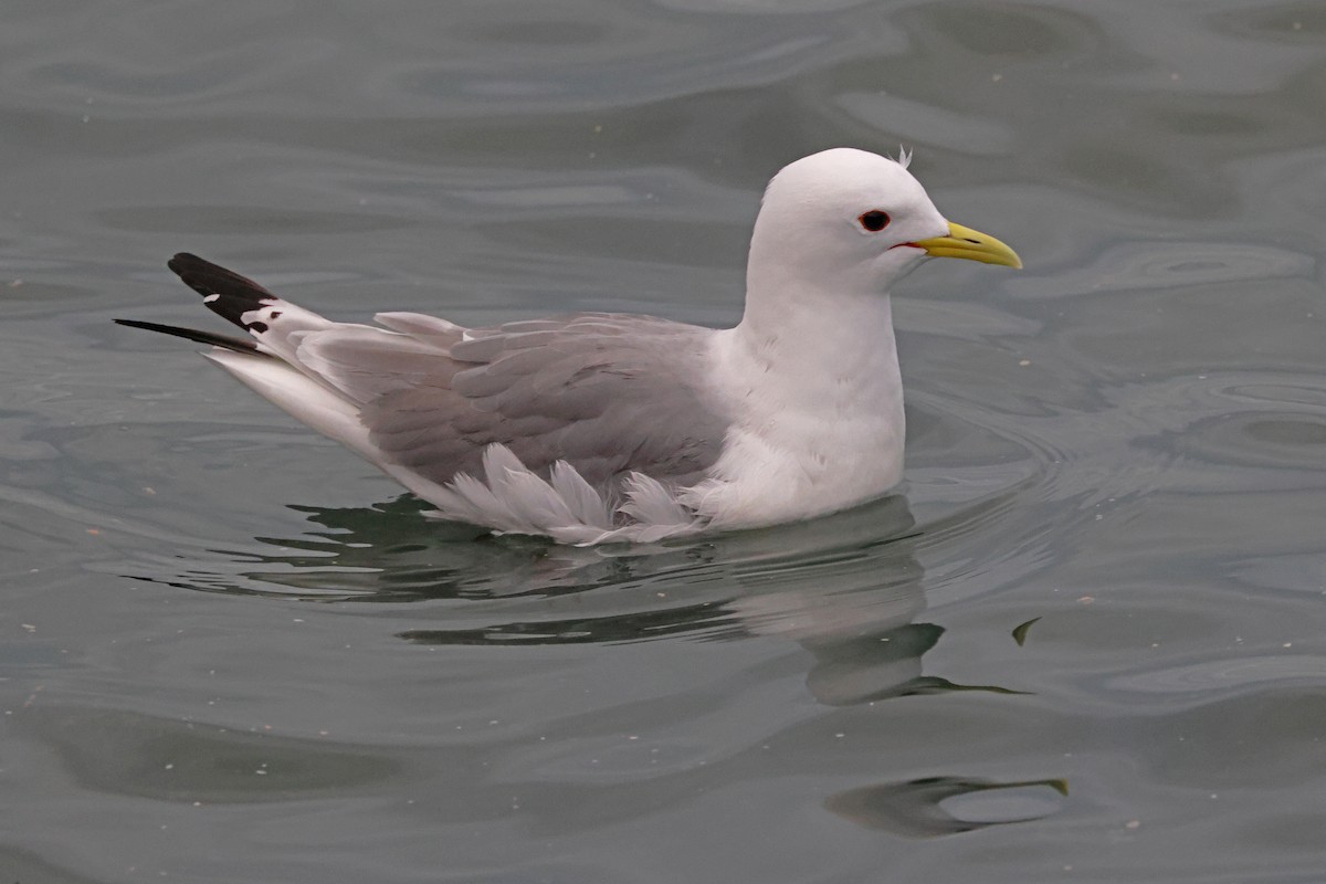Black-legged Kittiwake - ML632571064