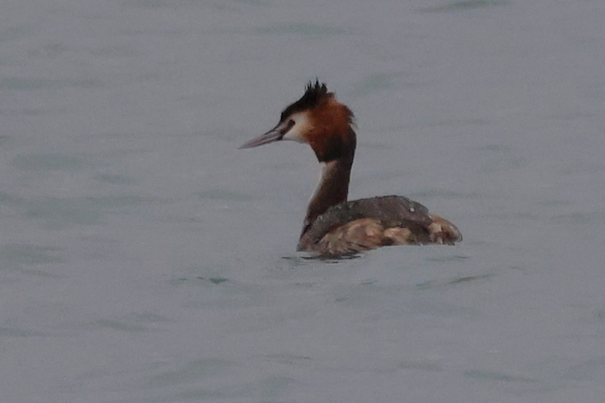 Great Crested Grebe - ML632571090