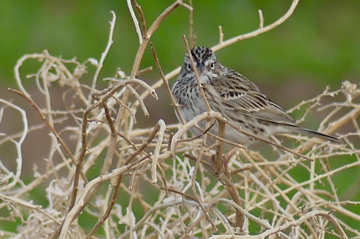 Vesper Sparrow - ML632571102