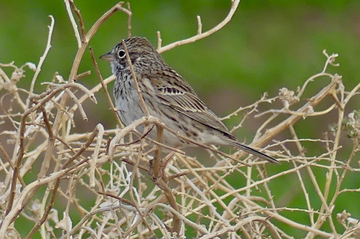 Vesper Sparrow - ML632571103