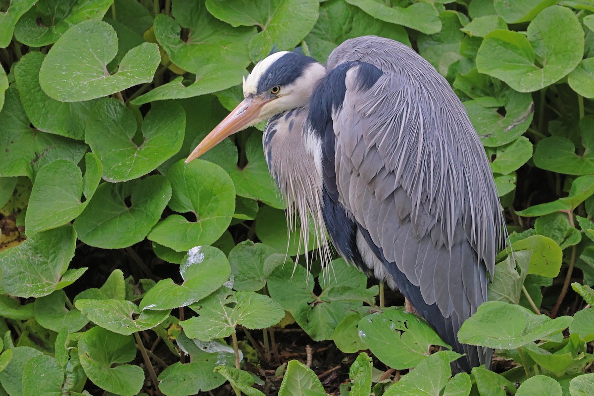 Gray Heron - ML632571133
