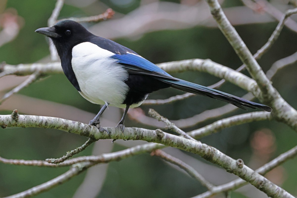 Eurasian Magpie - ML632571146