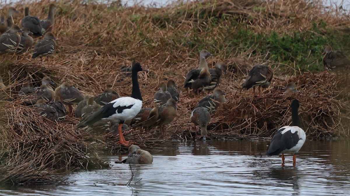 Magpie Goose - ML632571162