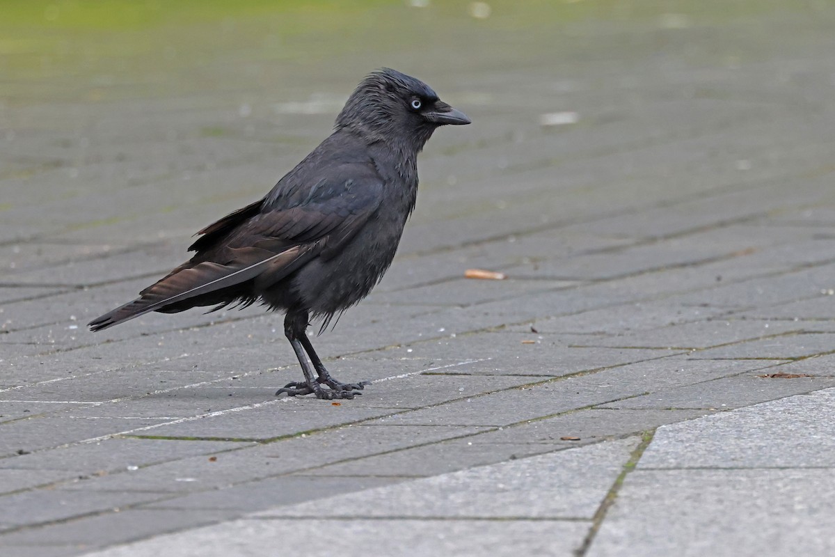 Eurasian Jackdaw - ML632571175