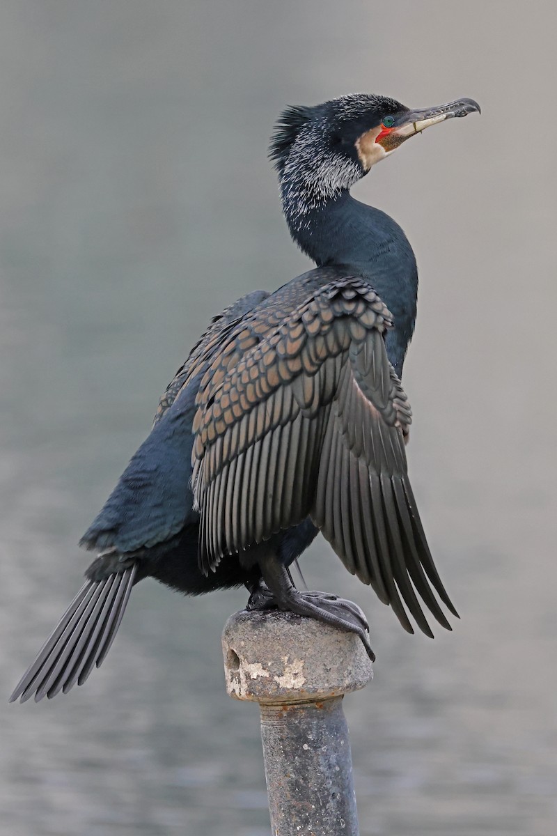 Great Cormorant - ML632571242