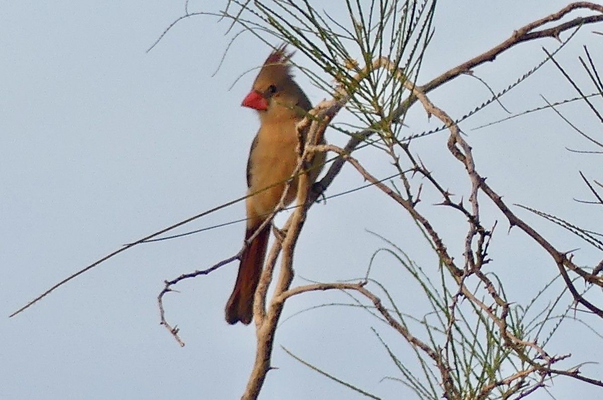 Northern Cardinal - ML632571361