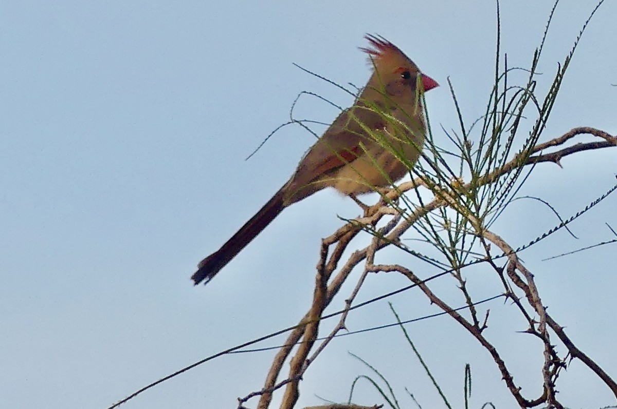 Northern Cardinal - ML632571362