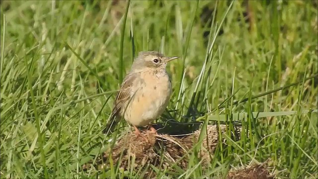 Pipit spioncelle - ML632571399