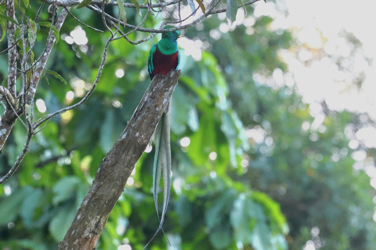 Quetzal resplendissant (mocinno) - ML632571407