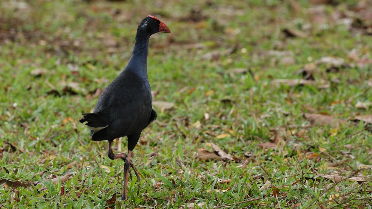 Australasian Swamphen - ML632571431