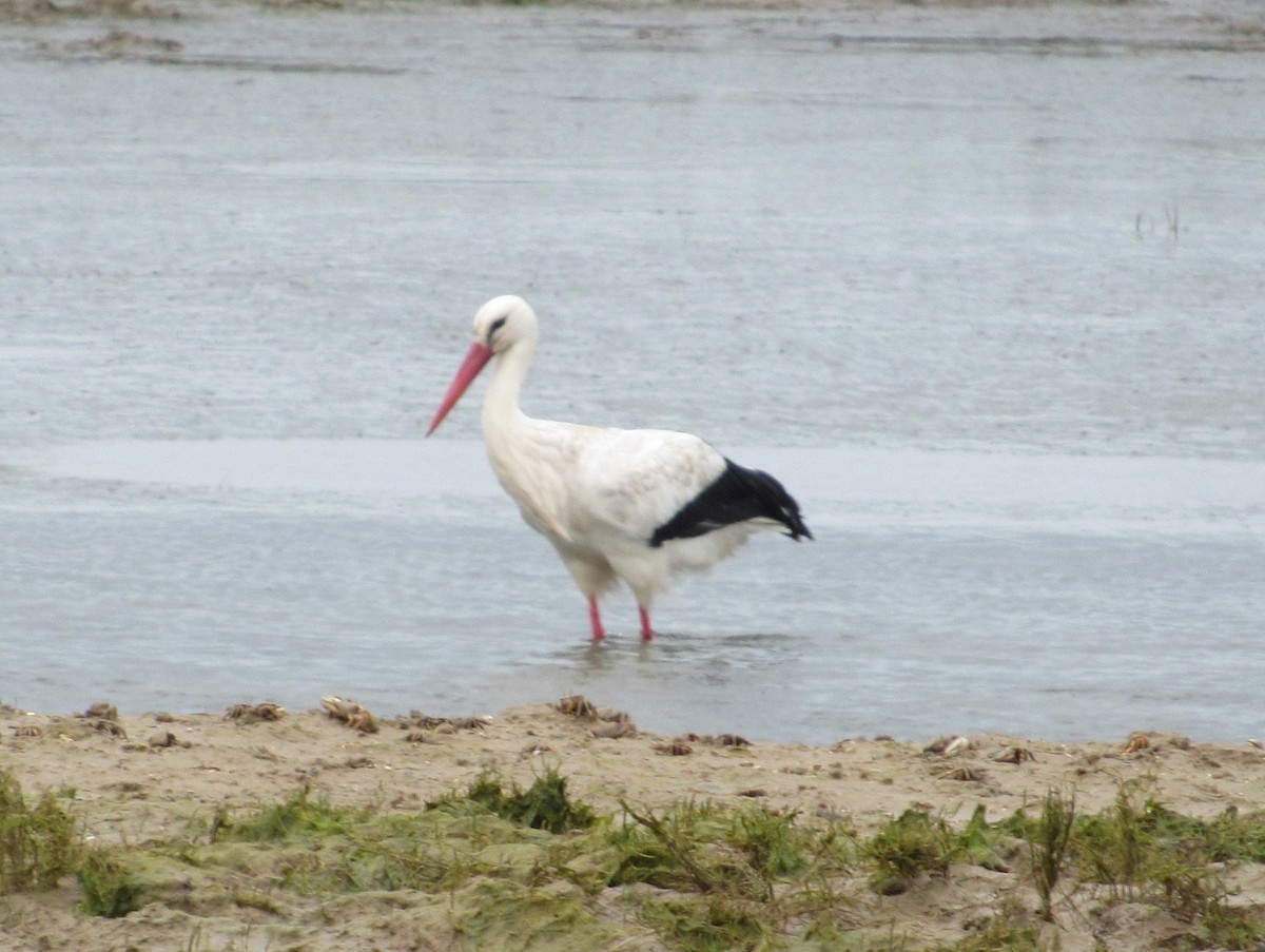 stork - ML632571448
