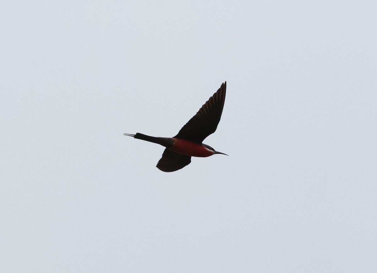 Rosy Bee-eater - ML632571526