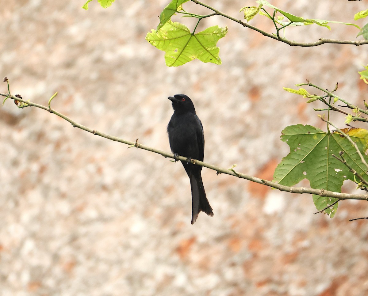 Velvet-mantled Drongo - ML632571640