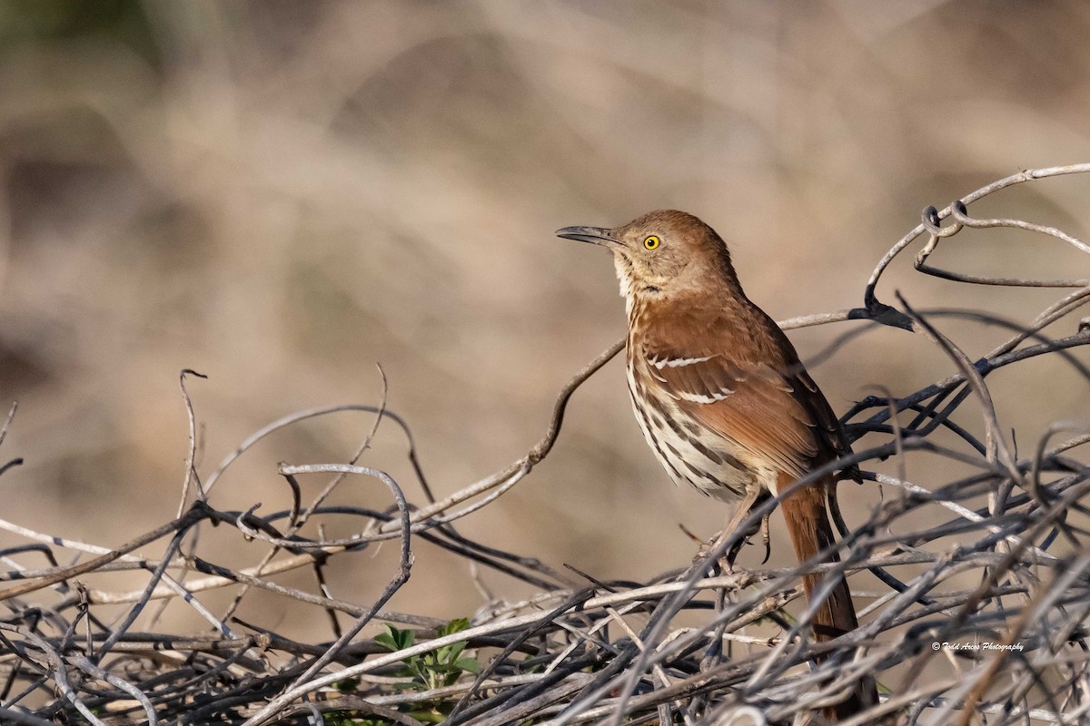 Brown Thrasher - ML632571671