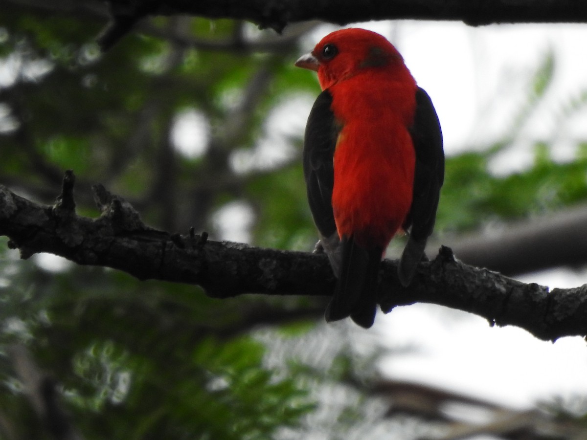 Scarlet Tanager - ML632571859