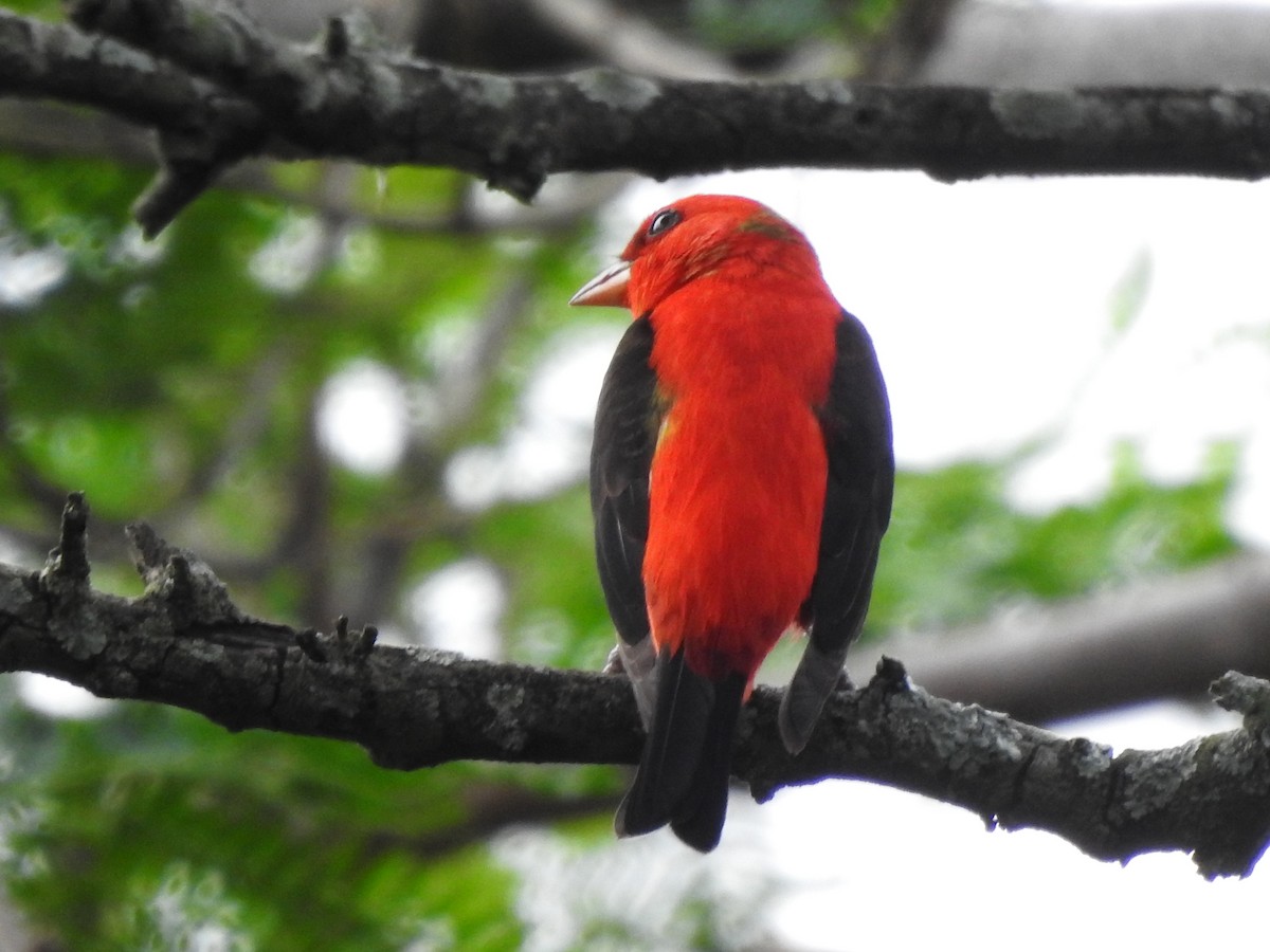 Scarlet Tanager - ML632571861