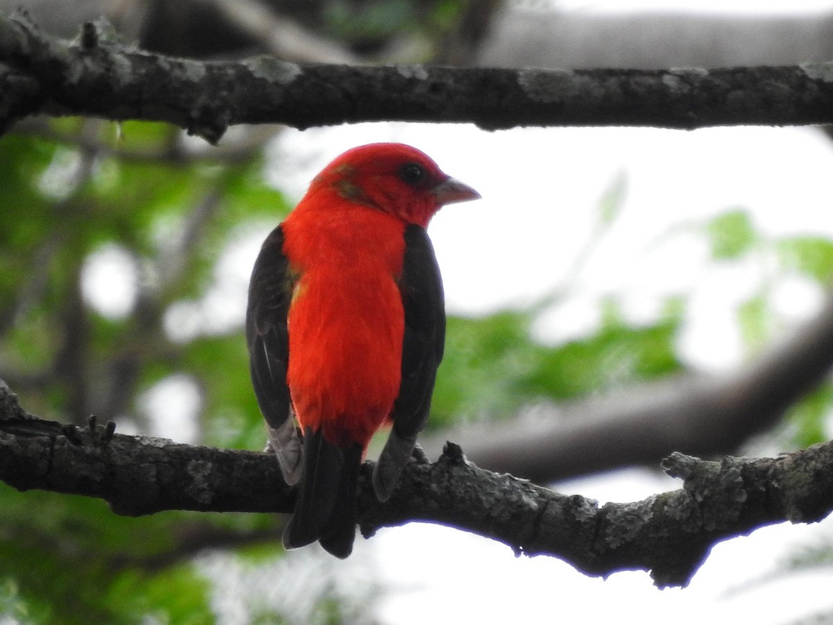Scarlet Tanager - ML632571863