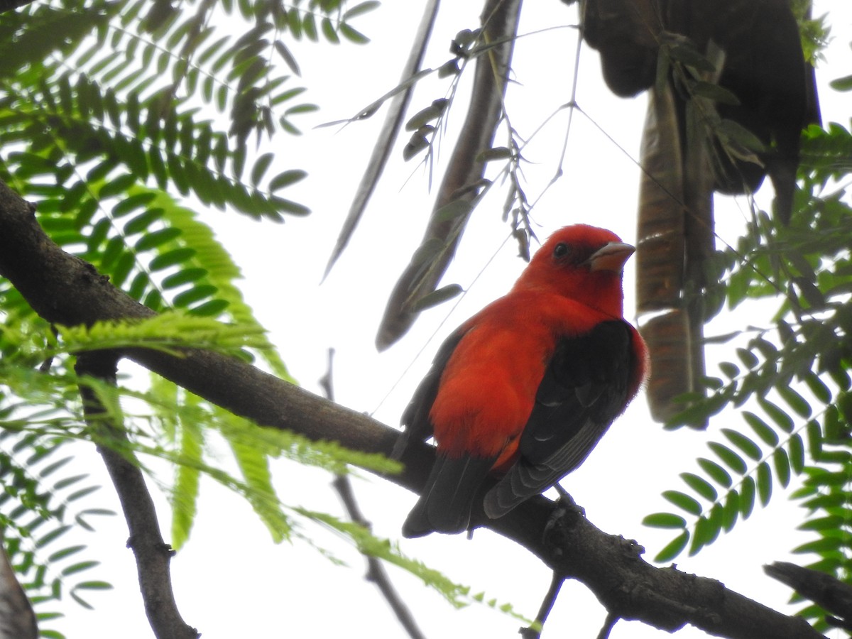 Scarlet Tanager - ML632571869