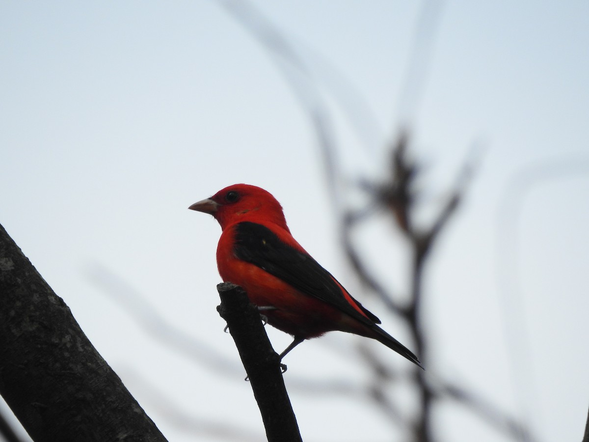 Scarlet Tanager - ML632571870