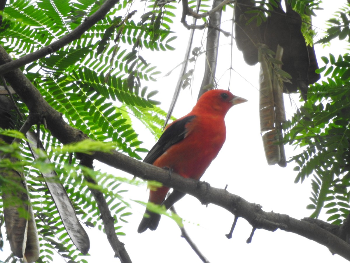Scarlet Tanager - ML632571871