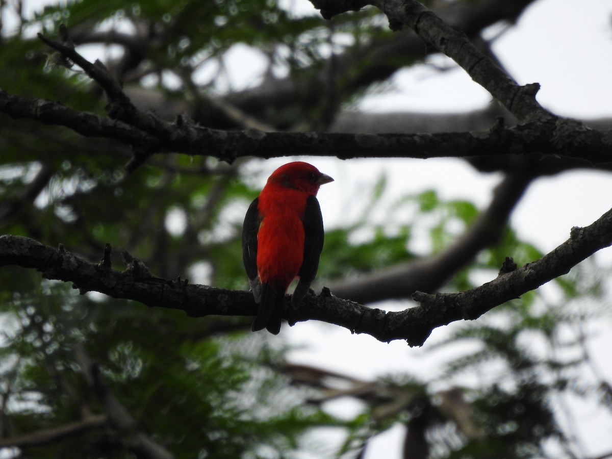 Scarlet Tanager - ML632571872