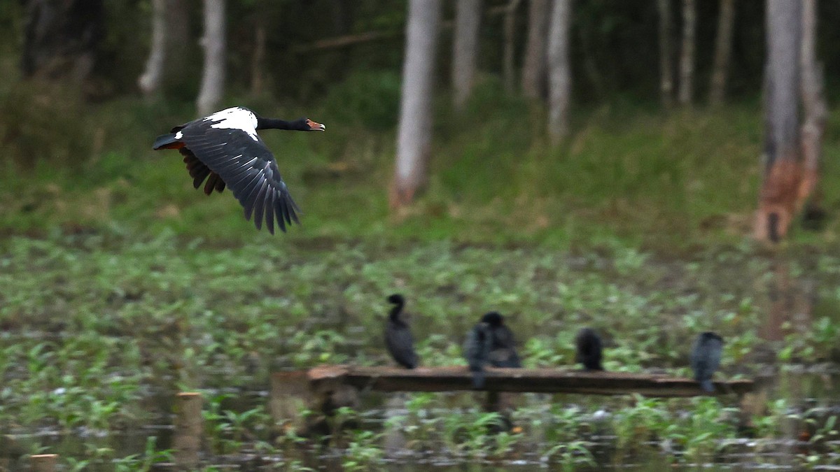 Magpie Goose - ML632571880