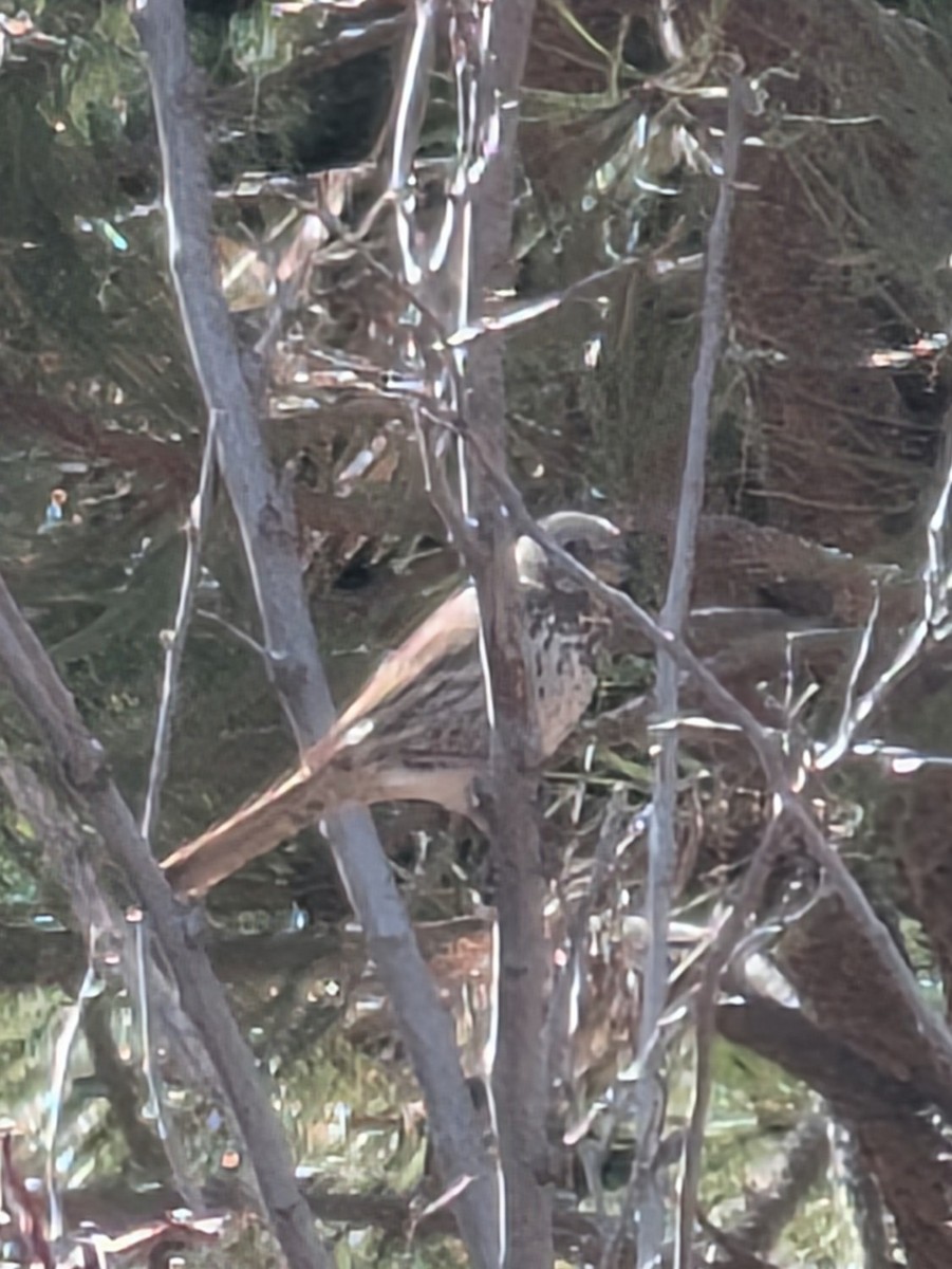 Fox Sparrow (Slate-colored) - ML632572411