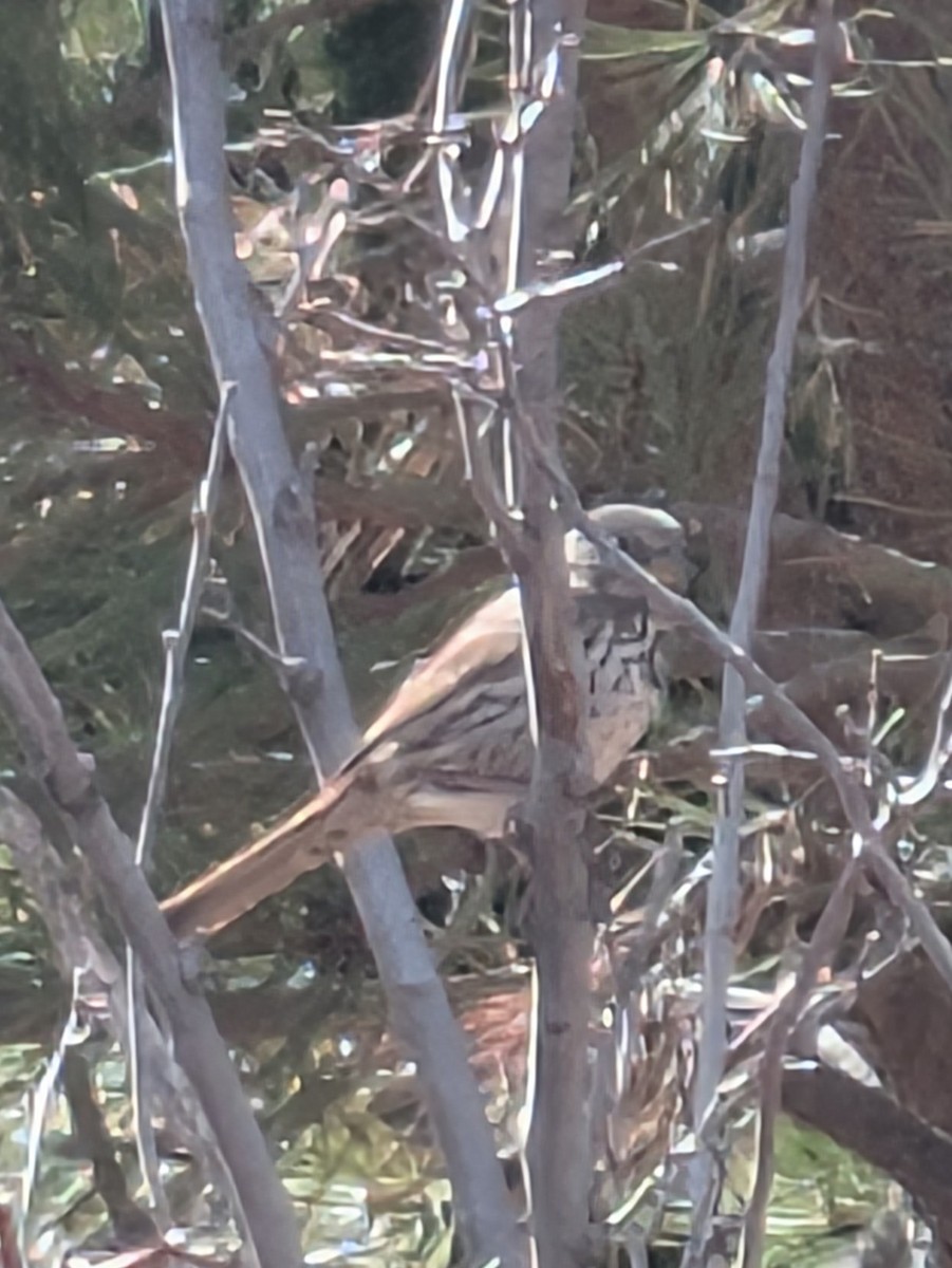 Fox Sparrow (Slate-colored) - ML632572412
