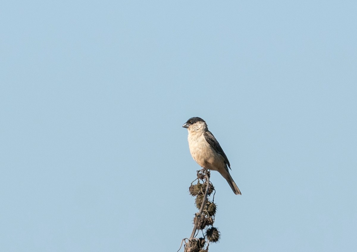 Pearly-bellied Seedeater - ML632572639