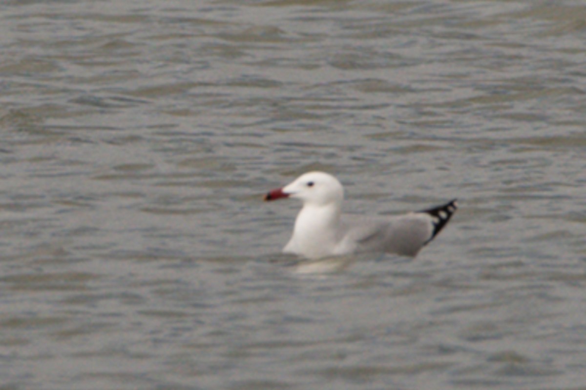 Audouin's Gull - ML632572765