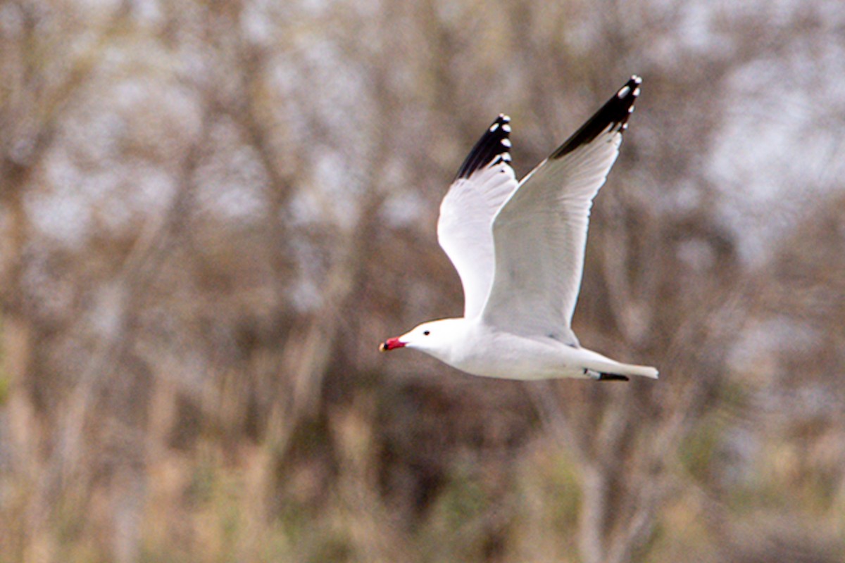 Audouin's Gull - ML632572766