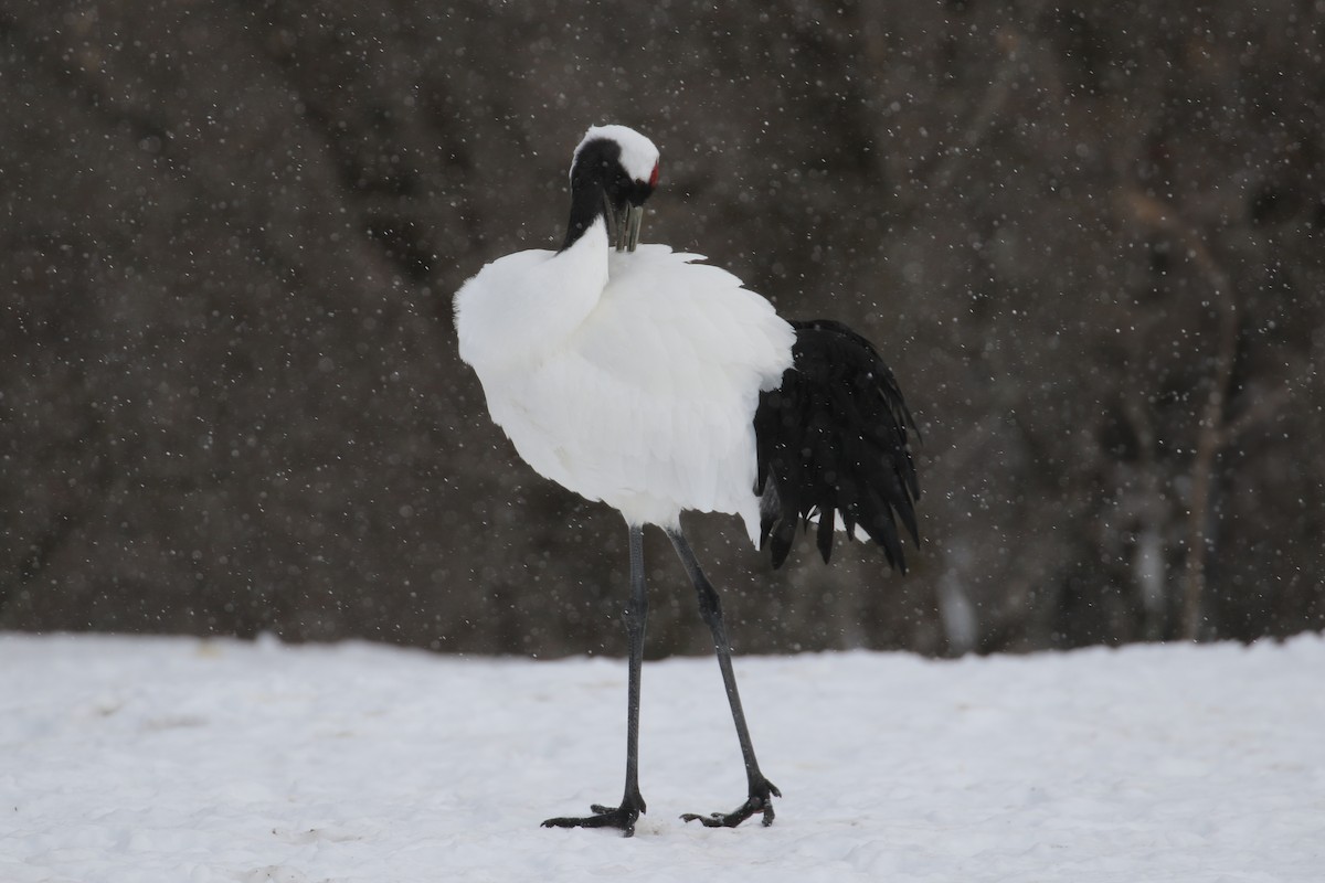 Red-crowned Crane - ML632572947