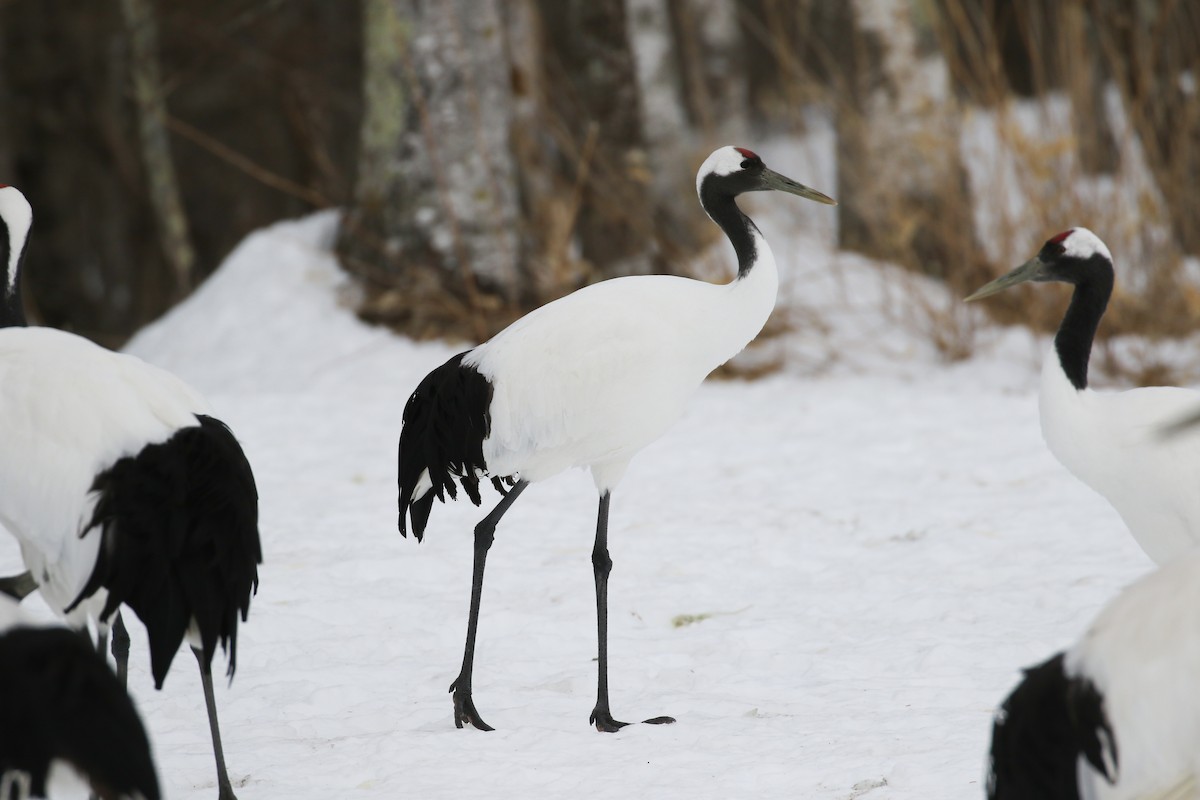 Red-crowned Crane - ML632572949