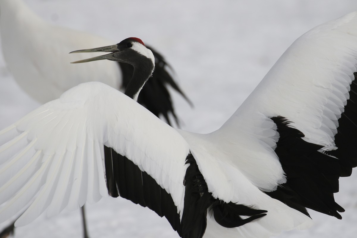 Red-crowned Crane - ML632572950