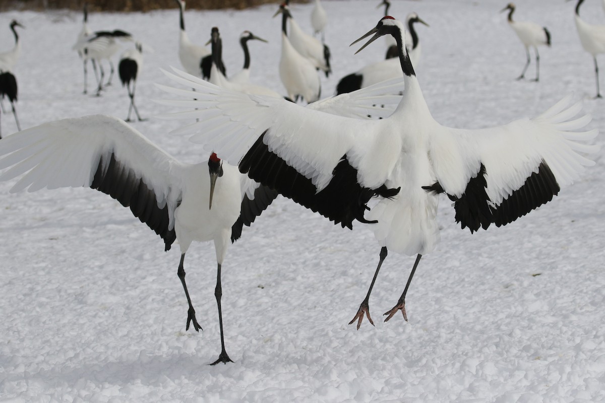 Red-crowned Crane - ML632572951