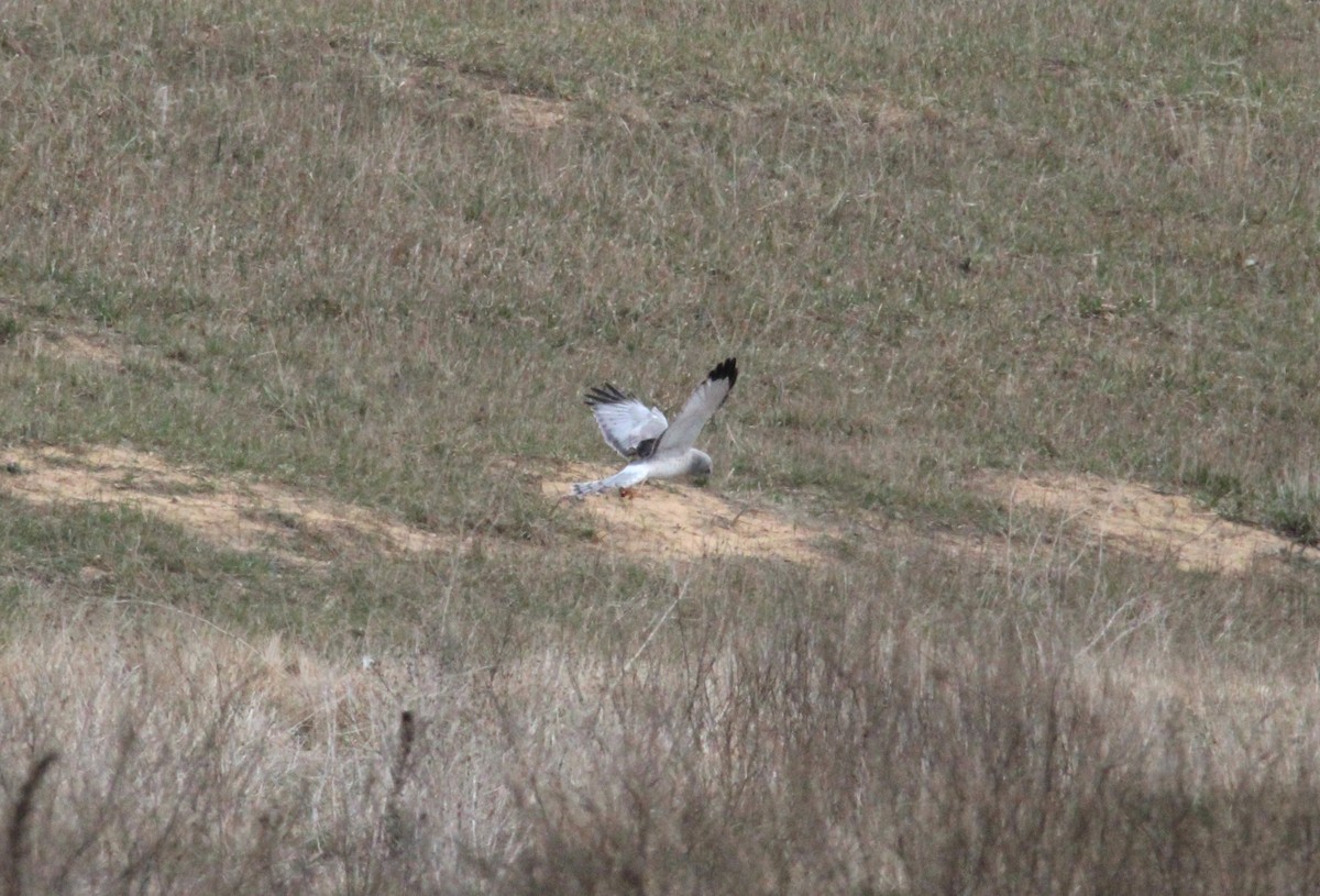 Northern Harrier - ML632572985