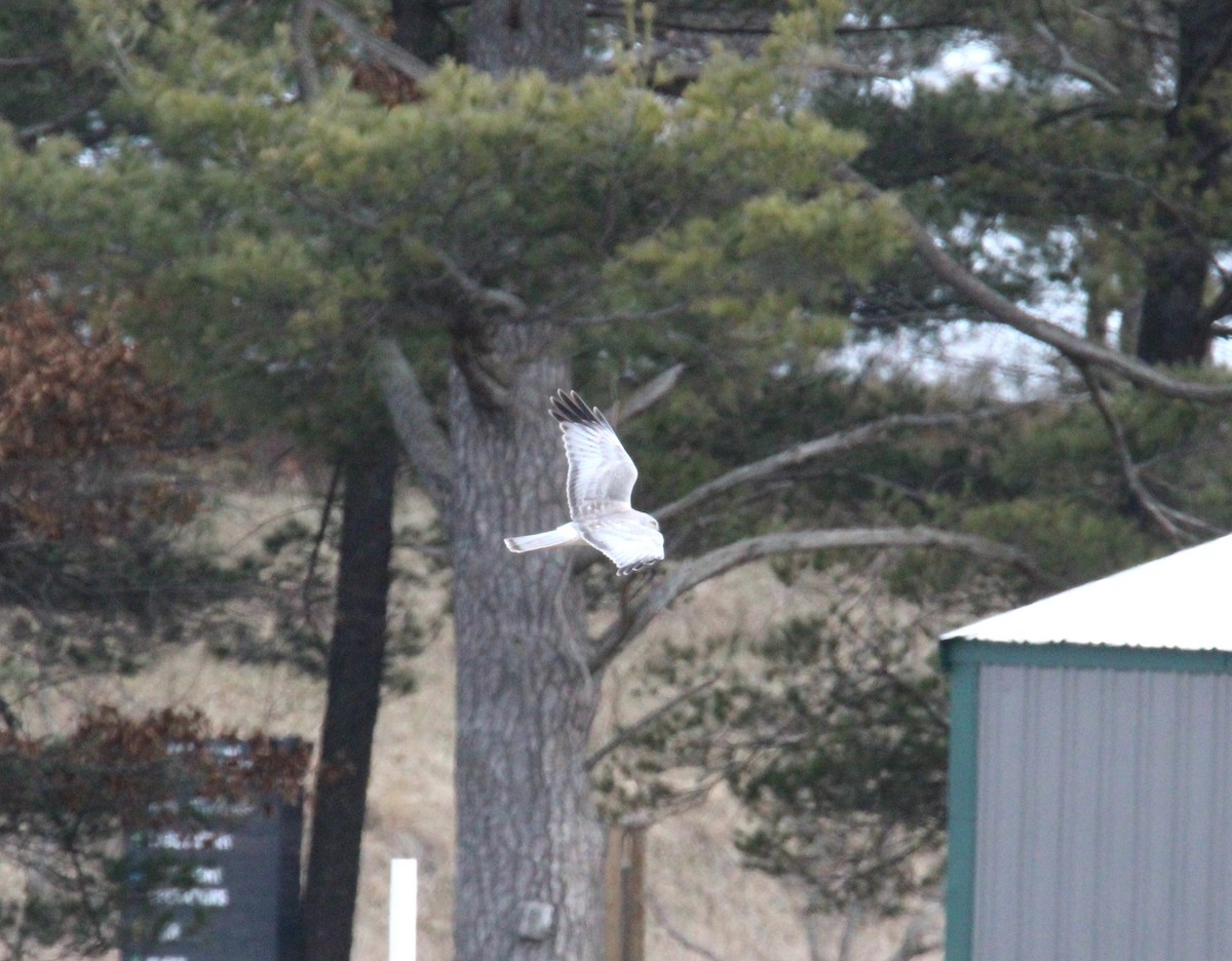Northern Harrier - ML632572994
