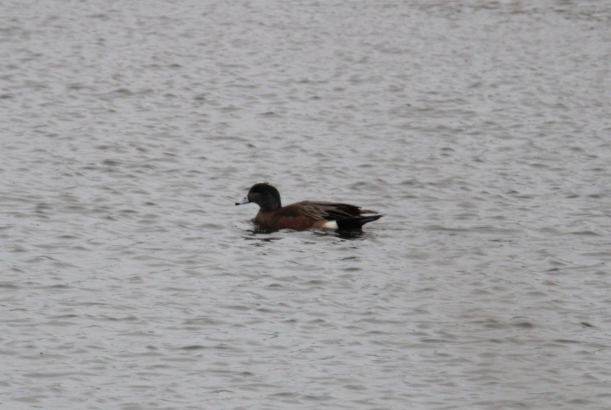 American Wigeon - ML632573022