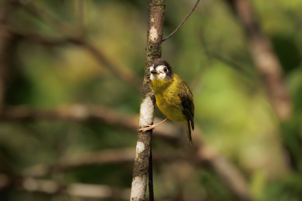White-faced Robin - ML632573071