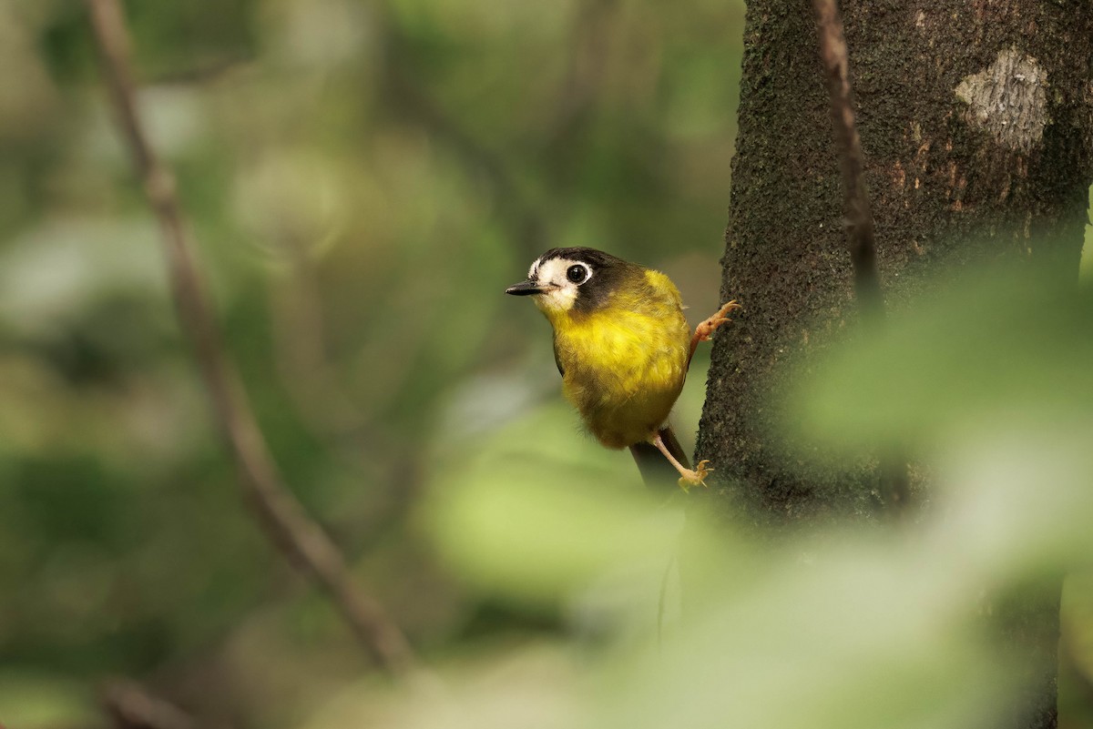 White-faced Robin - ML632573072